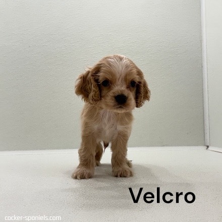 puppy, for, sale, Cocker Spaniel, Joe & Cherri  Overlease, dog, breeder, Miller, MO, dog-breeder, puppy-for-sale, forsale, nearby, find, puppyfind, locator, puppylocator, aca